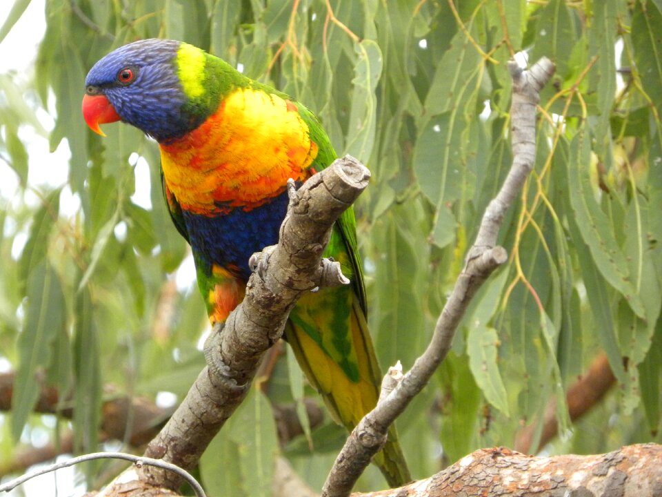 Wildlife parrot lorikeet