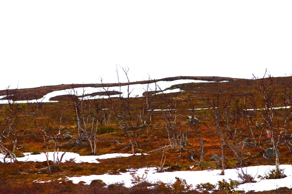 Summer tundra - Public Domain