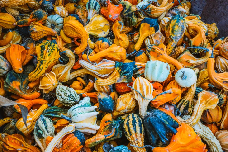 Vegetables orange colorful