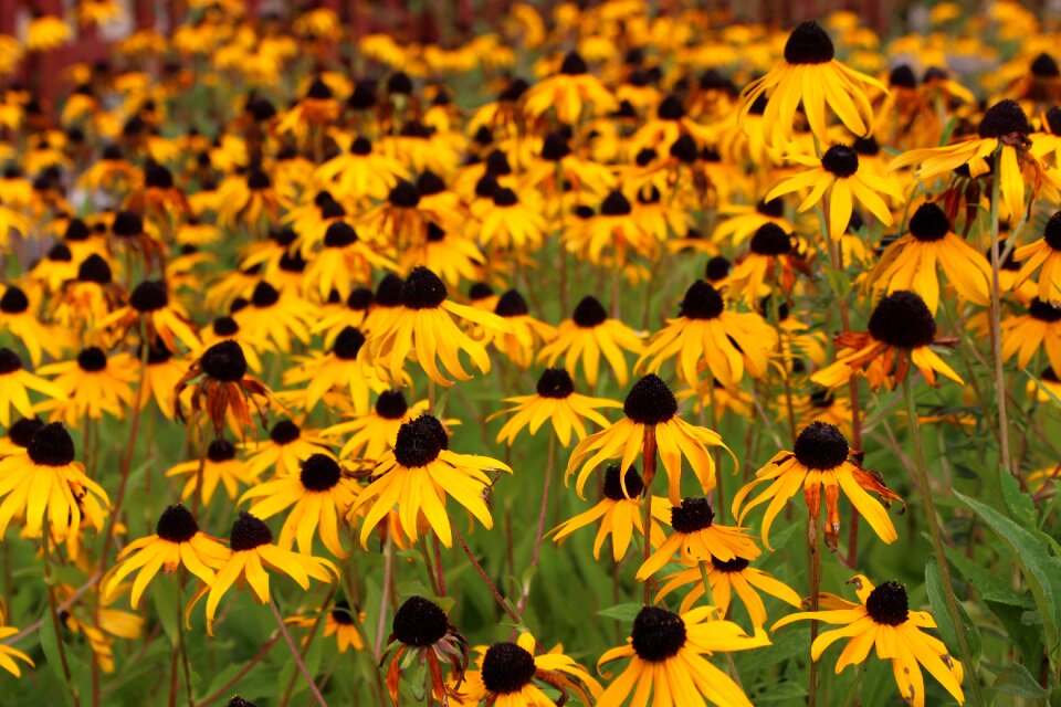 Yellow nature garden