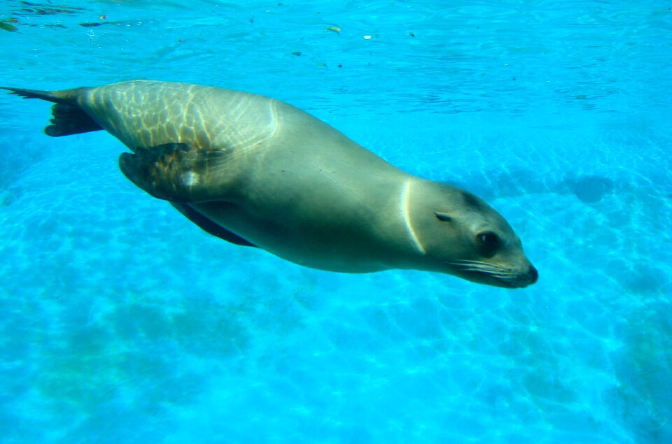 Wildlife water mammal