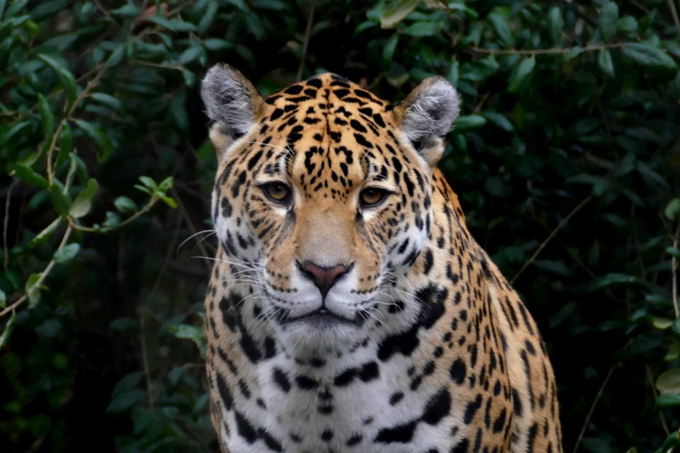 moeder Jaguar  in Artis