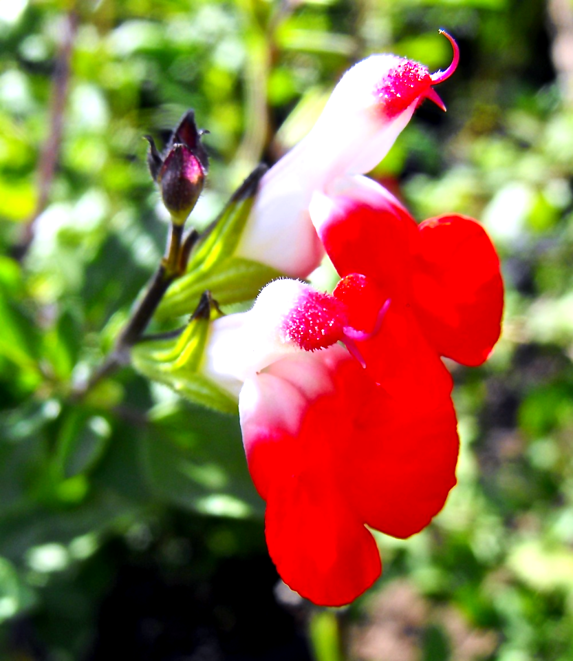 Salvia microphylla' Hotlips'