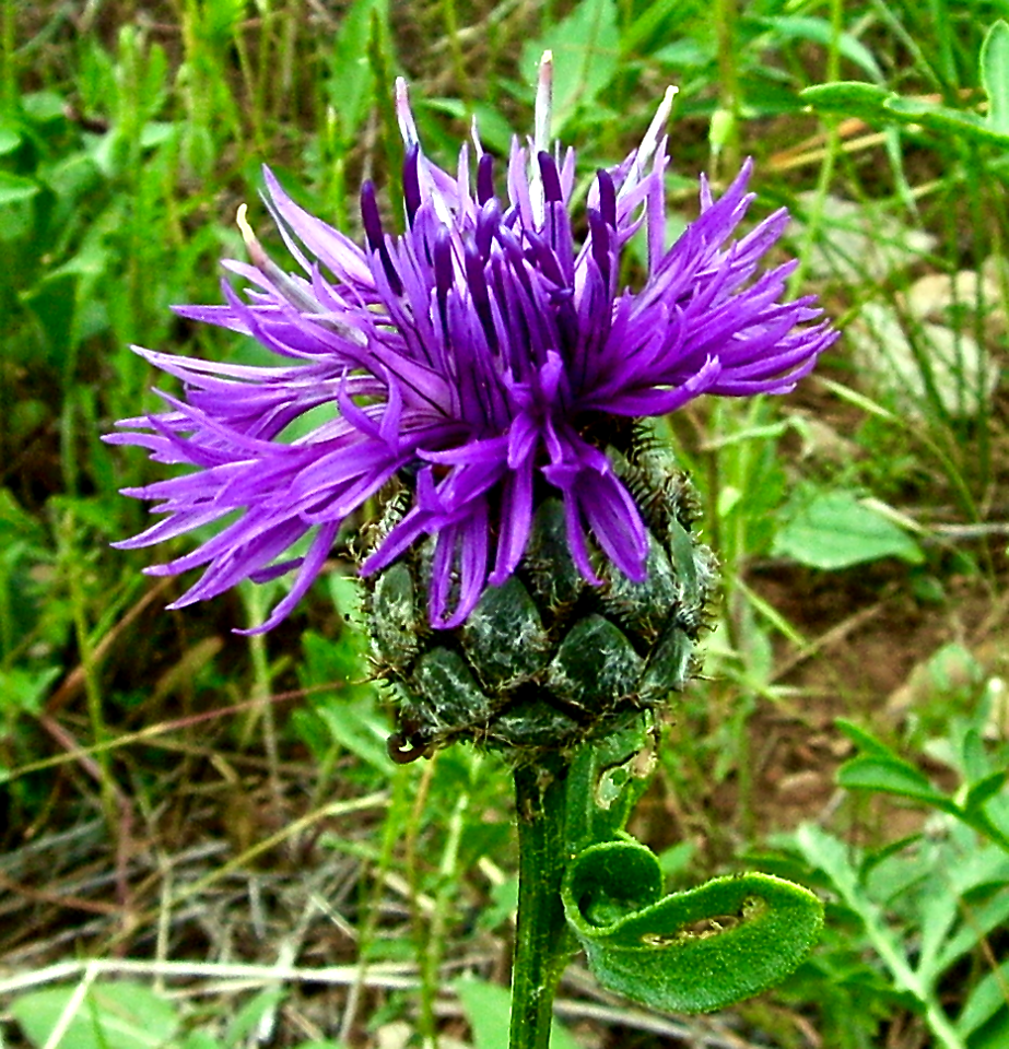 Greater Knapweed
