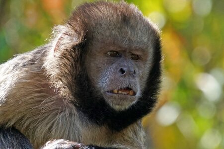 Alpha dog monkey animal portrait