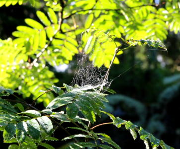 Sunday Morning Spiderweb photo