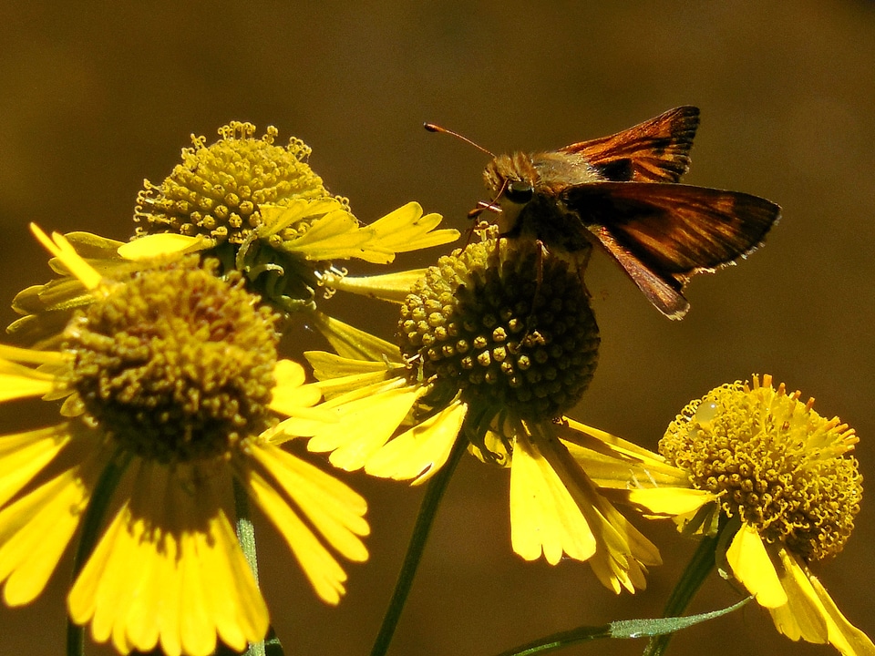 Summer flower floral