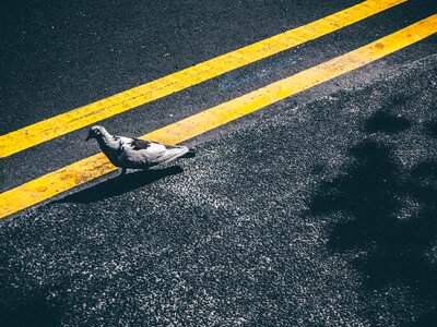 Road street yellow lines photo