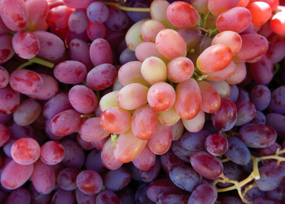 Winery fruit harvest