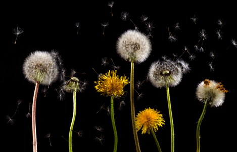 Common dandelion taraxacum backlighting