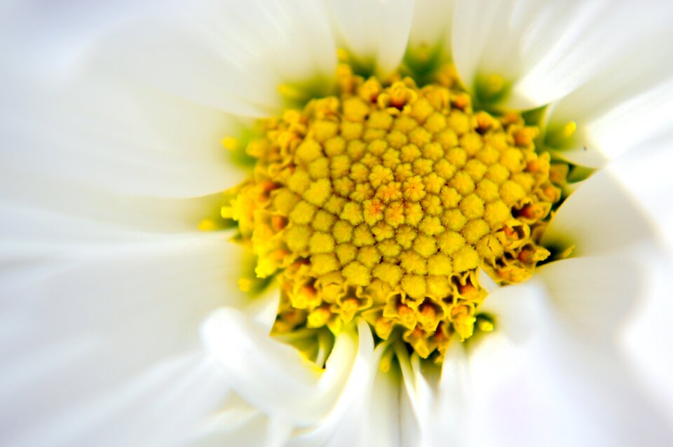 Gerbera flower daisy photo