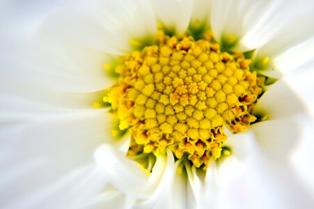 Gerbera flower daisy photo