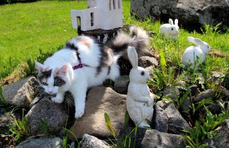 Four bunnies, of which one is the distant cousin... photo