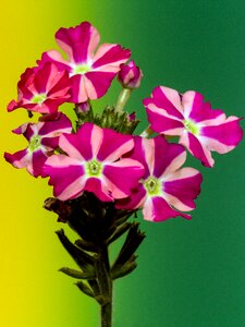 Color small flower close up