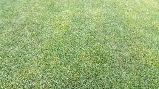 Grass nature summer