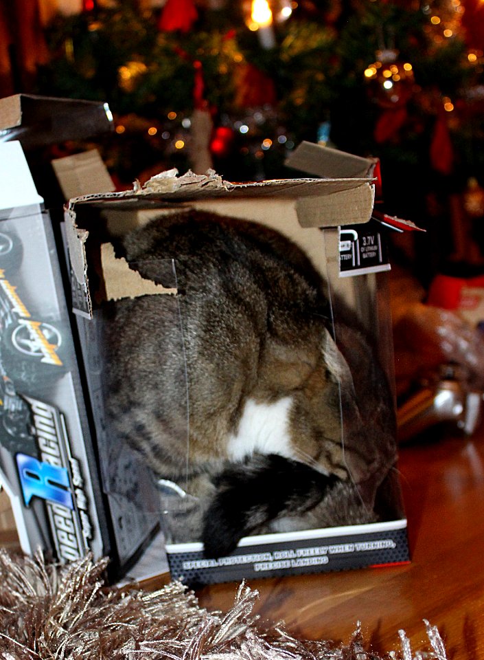 I...must...get...inside...this...box. Feline Obsession.