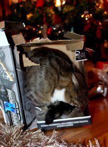 I...must...get...inside...this...box. Feline Obsession. photo
