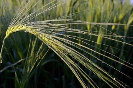 Wheat wheat field moist