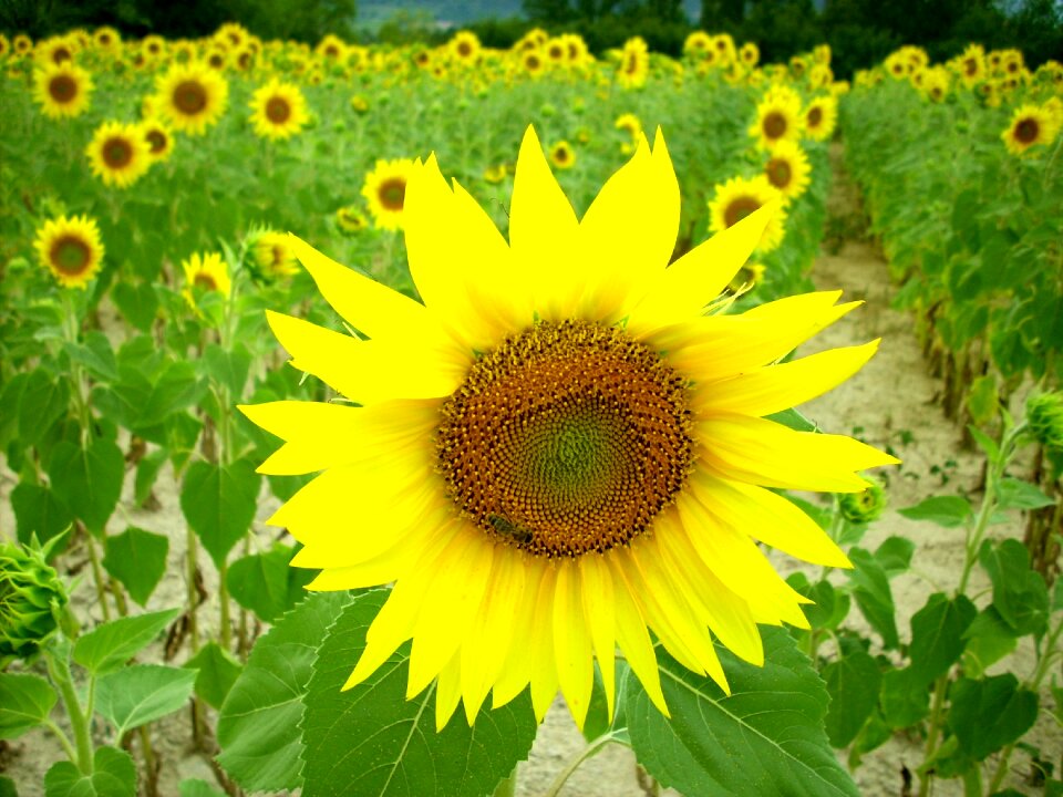 Flower bloom blossom