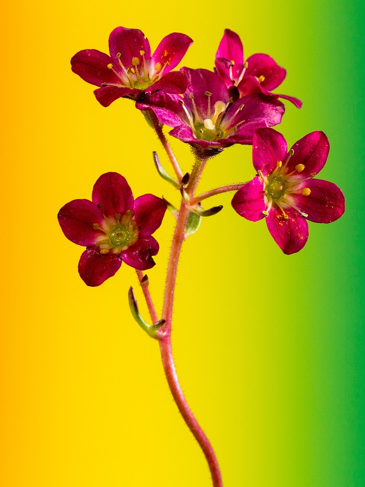Small flower close up gradient