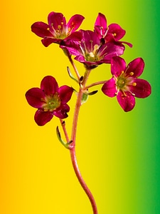Small flower close up gradient