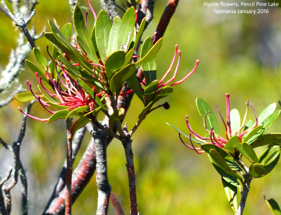 20160109-03z Alpine flowers, Pencil Pine Lake