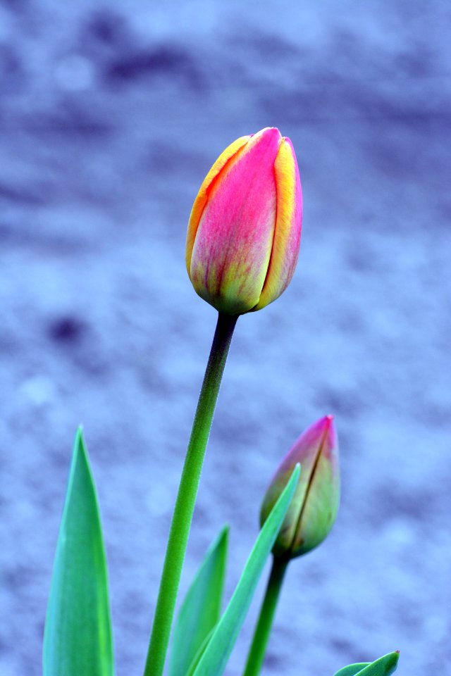 tulipa