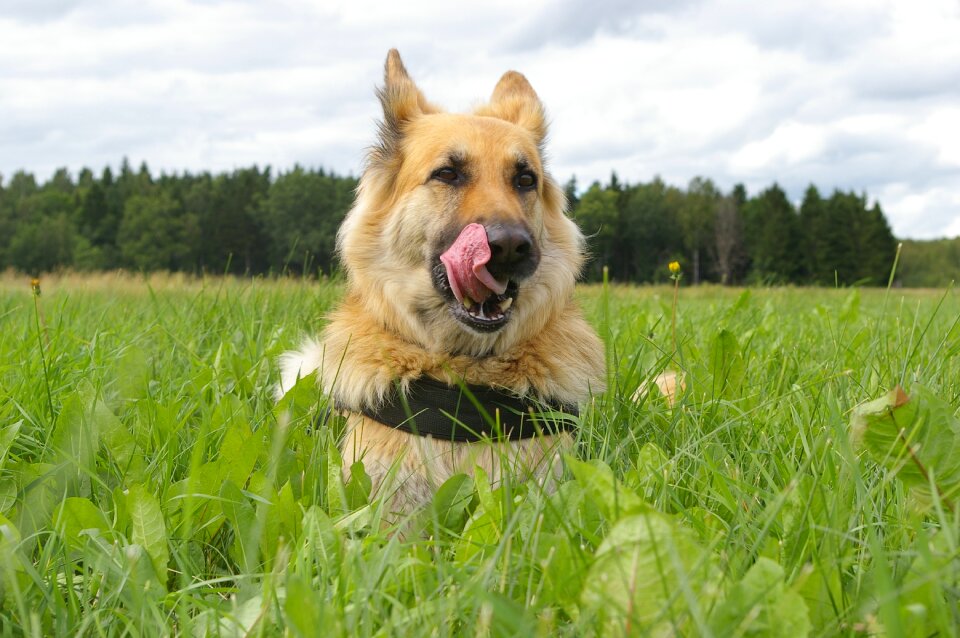 Dog nos tongue