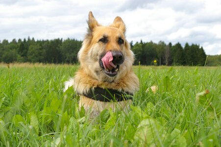Dog nos tongue photo