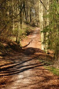 Forest nature mood