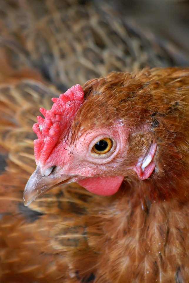 Chicken