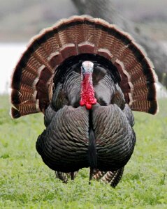 Close up portrait gobbler