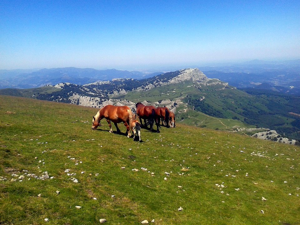 El animal más hermoso, en el paraje más bello