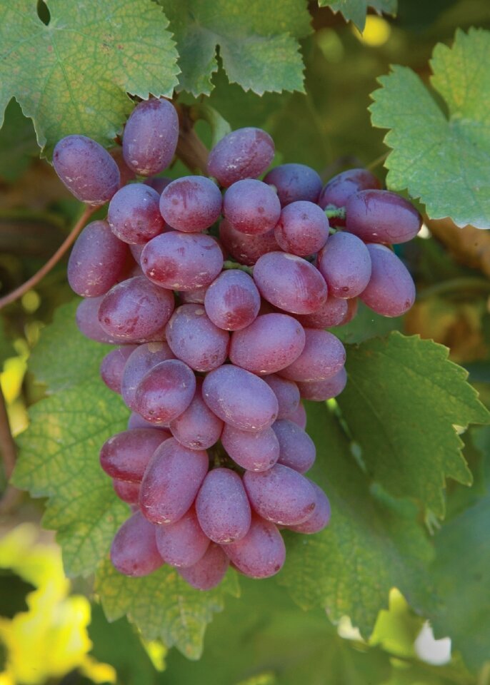 Winery fruit harvest