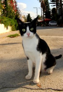 A Cretan Cat loving the flash photo