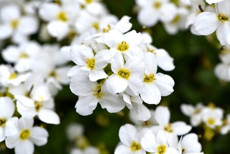 Stone garden flowers white