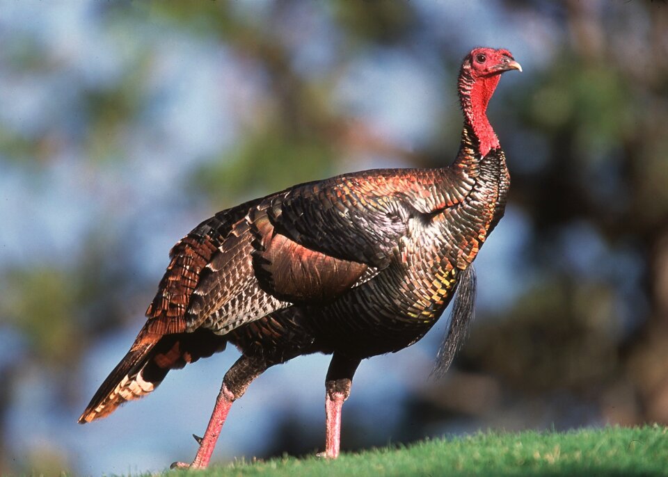 Portrait gobbler thanksgiving