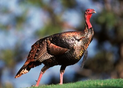 Portrait gobbler thanksgiving