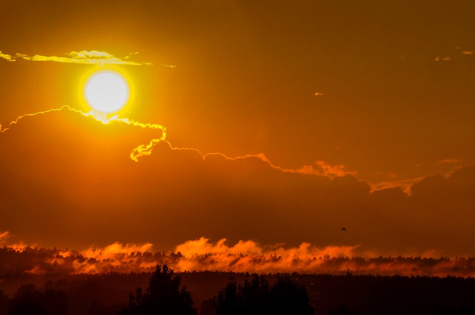 Summer orange ukraine