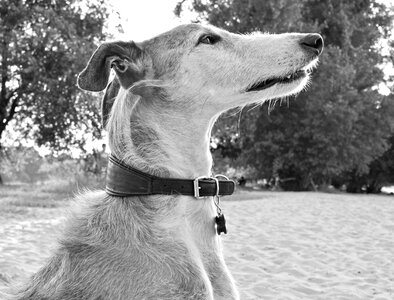 Spanish greyhound pet profile