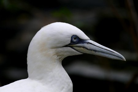 van gent in Artis