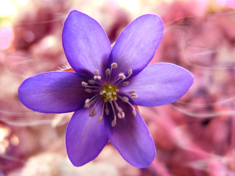 Bloom plant purple