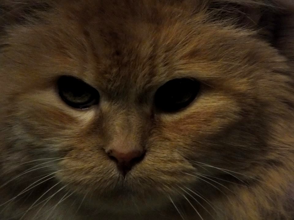 Your Getting Sleepy Very Sleepy
