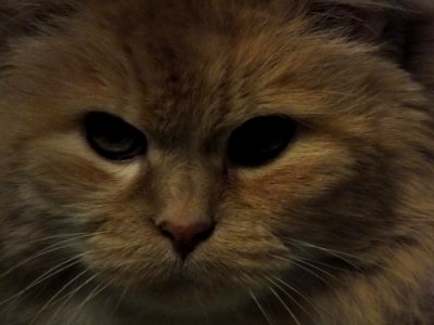 Your Getting Sleepy Very Sleepy