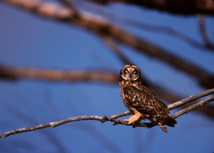 Sitting wildlife predator