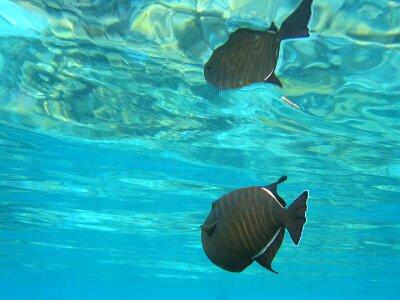 Wildlife tropical swimming photo