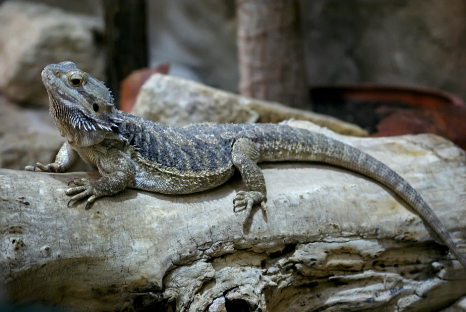 Agama