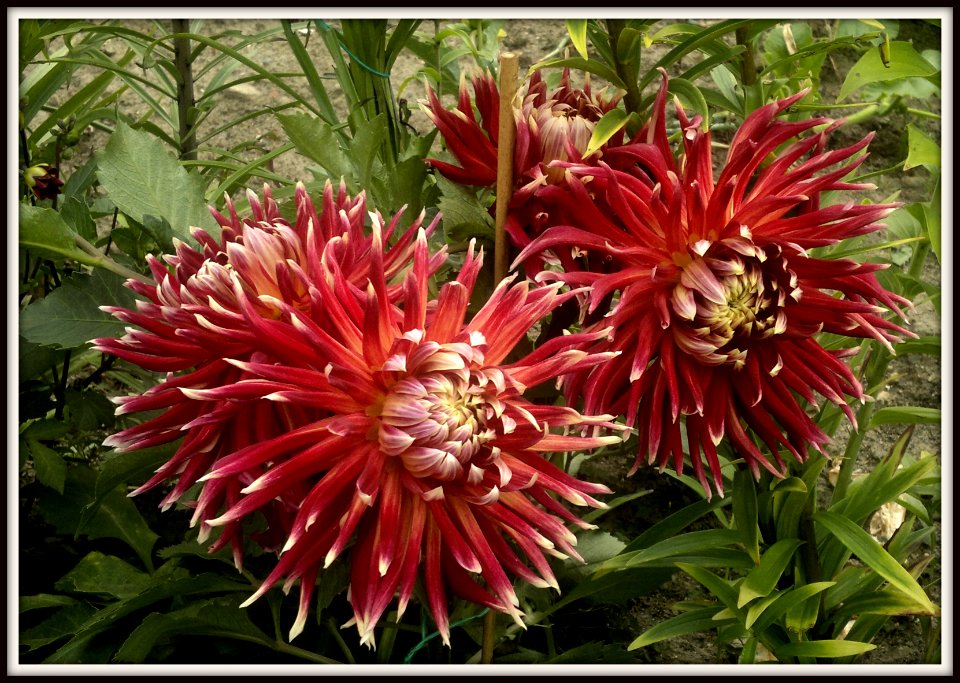 Dalia, georginia (Dahlia Cav.)
