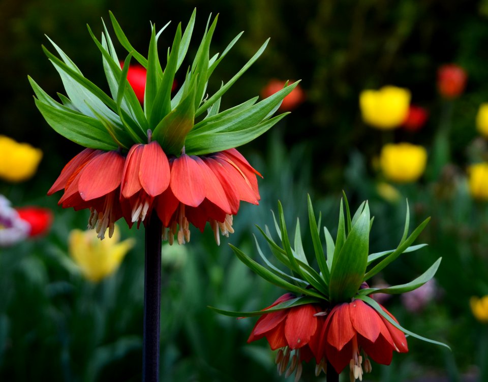 Szachownica cesarska, cesarska korona (Fritillaria imperialis L.)