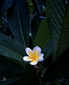 White Champa flower photo